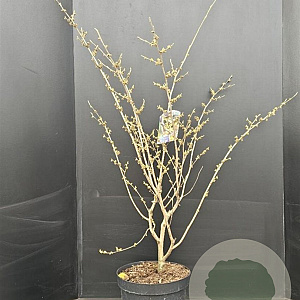 Hamamelis int. 'Arnold Promise' 100-125 cm 10L