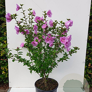Hibiscus syr. Lavender Chiffon 100-125 cm 10L