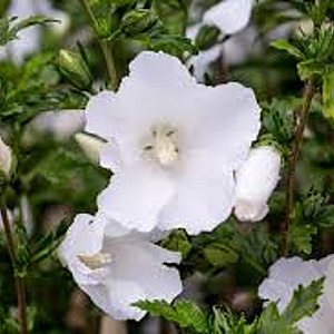 Hibiscus syr. 'Snowdrift' 80-100 cm 10L