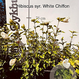 Hibiscus syr. White Chiffon 50-60 cm met kluit