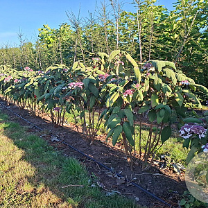 Hydrangea asp. 'Macrophylla' 125-150 cm met kluit