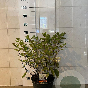 Hydrangea pan. 'Grandiflora' 50-60 cm 7,5L