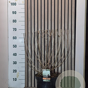 Hydrangea pan. 'Grandiflora' 50-60 cm 7,5L