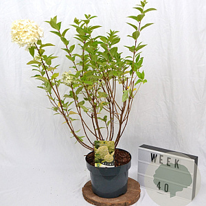 Hydrangea pan. 'Limelight' 40-50 cm 5,0L