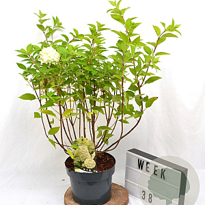 Hydrangea pan. 'Limelight' 40-50 cm 5,0L