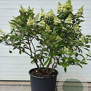 Hydrangea pan. Pinky Winky 125-150 cm 15L