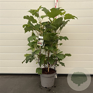 Hydrangea querc. Snow Queen 60-80 cm 7,5L