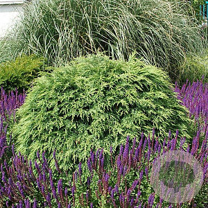 Chamaecyparis l. 'Globosa' 30-40 cm 3,0L