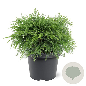 Chamaecyparis l. 'Globosa' 30-40 cm 3,0L