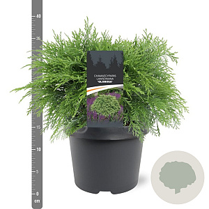 Chamaecyparis l. 'Globosa' 30-40 cm 3,0L