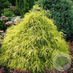 Chamaecyparis p. 'Filifera Aurea' 25-30 cm 3,5L