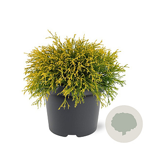 Chamaecyparis p. 'Filifera Aurea' 25-30 cm 3,5L