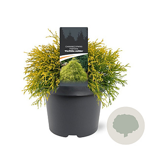 Chamaecyparis p. 'Filifera Aurea' 25-30 cm 3,5L