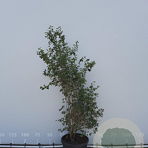 Lonicera xylosteum 150-175 cm met kluit