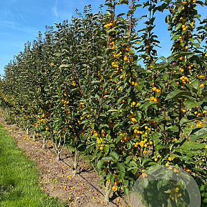 Malus 'Golden Hornet' 200-250 cm met kluit