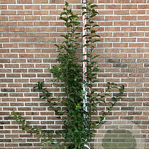 Malus 'Red Sentinel' 150-175 cm 20L