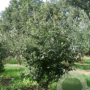 Mespilus germanica 200-225 cm met kluit