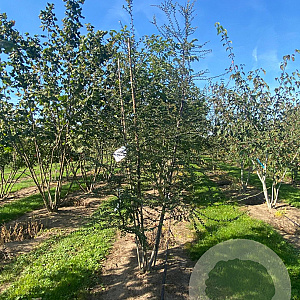 Nothofagus antarctica 200-250 cm met kluit extra