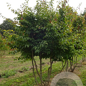 Parrotia persica 250-300 cm met kluit