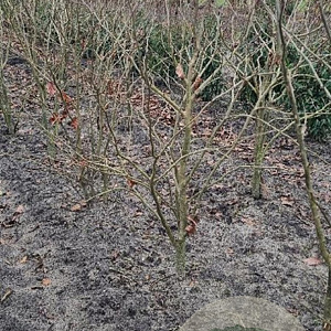 Parrotia persica 'Vanessa' 125-150 cm met kluit