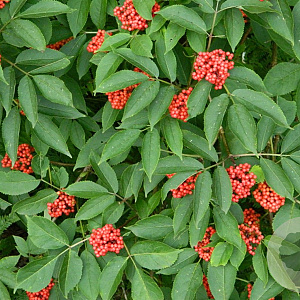 Sambucus racemosa 175-200 cm 15L