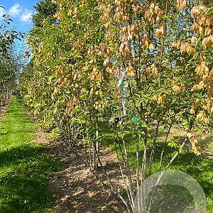 Staphylea colchica 200-225 cm met kluit