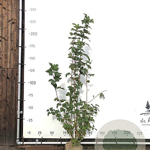 Viburnum opulus 175-200 cm met kluit