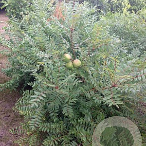 Xanthoceras sorbifolium 25-30 cm 3,0L