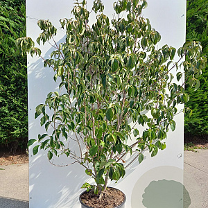 Cornus kousa chinensis 200-250 cm 25L