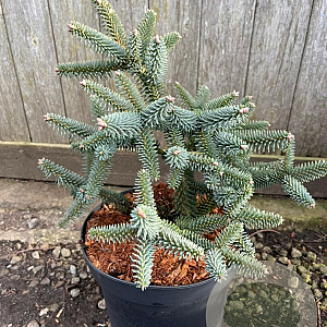 Abies pinsapo 'Glauca' 30-40 cm 5,0L