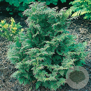 Chamaecyparis o. 'Loenik' 40-50 cm 7,5L