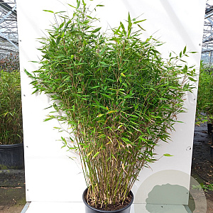 Fargesia murieliae 'Jumbo' 100-125 cm 15L