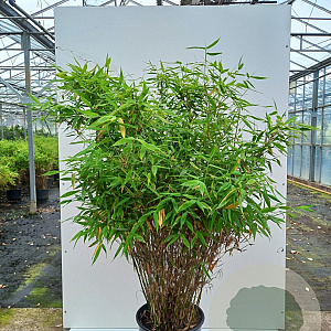 Fargesia murieliae 'Jumbo' 150-175 cm 20L