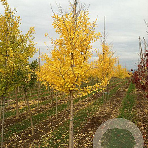 Ginkgo bil. 'Autumn Gold' 60-80 cm 7,5L