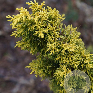 Juniperus chin. 'Plum. Aurea' 80-100 cm 5,0L