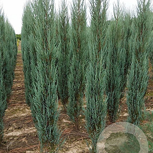 Juniperus s. 'Blue Arrow' 225-250 cm met kluit