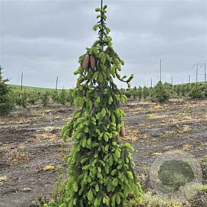 Picea a. 'Inversa' 60-80 cm 10L