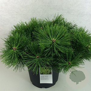 Pinus dens. 'Jane Kluis' 60-80 cm 5,0L