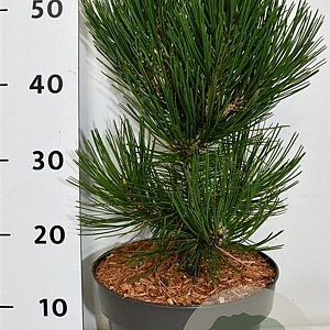 Pinus heldreichii 'Malinki' 25-30 cm 5,0L