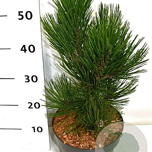 Pinus heldreichii 'Malinki' 25-30 cm 5,0L