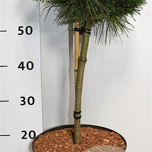 Pinus mugo 'Benjamin' 40 cm stam 7,5L