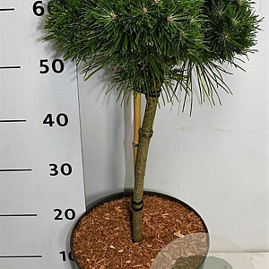 Pinus mugo 'Benjamin' 40 cm stam 7,5L