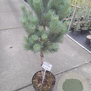 Pinus sylv. 'Watereri' 40 cm stam 10L