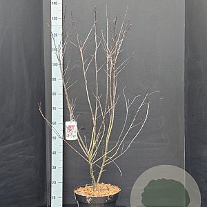 Prunus cistena 100-125 cm 10L