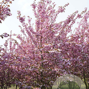 Prunus ser. 'Kanzan' 150-175 cm met kluit