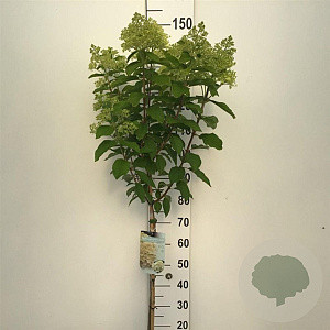 Hydrangea pan. 'Limelight' 80 cm stam 7,5L