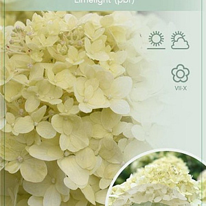 Hydrangea pan. 'Limelight' 80 cm stam 7,5L