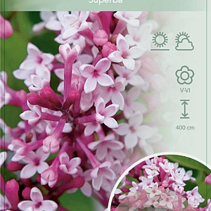 Syringa microphylla 'Superba' 80-100 cm 10L