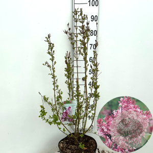 Syringa microphylla 'Superba' 80-100 cm 10L