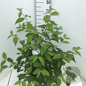 Viburnum plic. Kilimandjaro 50-60 cm 7,5L